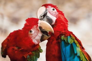 Największa Papugarnia Egzotyczne Zakopane - dla dzieci - papugarnia - Zakopane